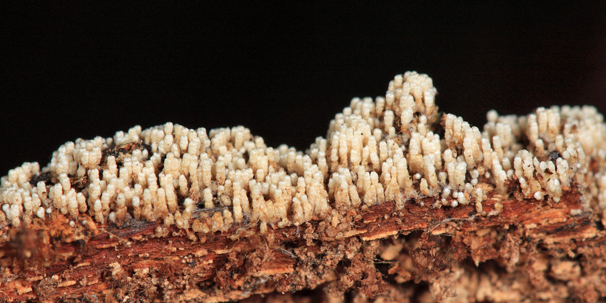 Henningsomyces candidus