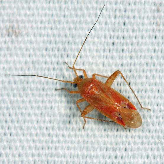 Phytocoris diversus