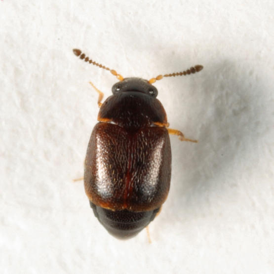 Proteinus sp.