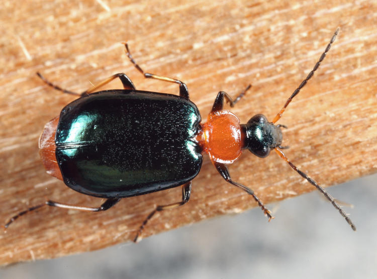 Green-winged Lebia - Lebia viridipennis