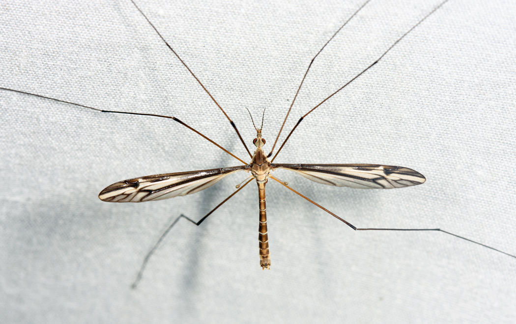 Tipula furca