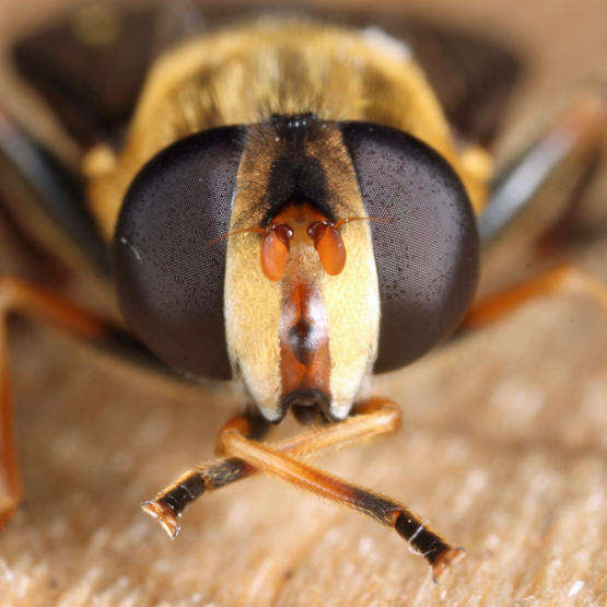 Helophilus fasciatus