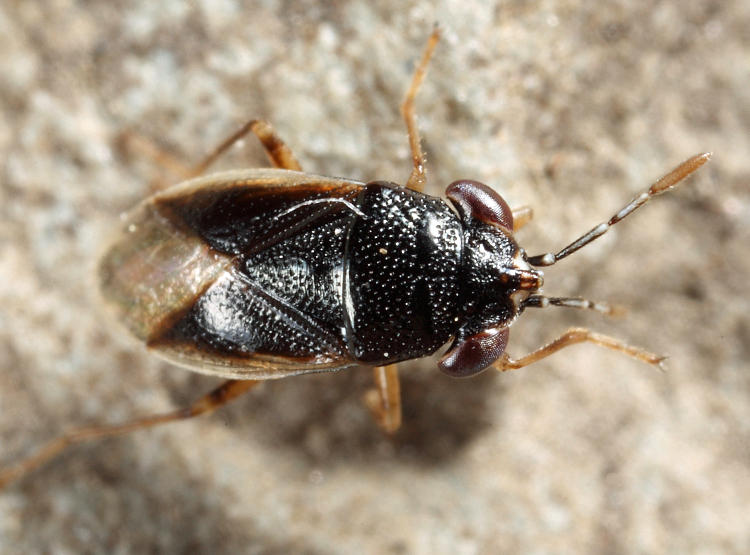 Geocoris uliginosus