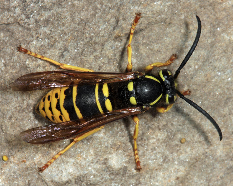 Vespula vidua