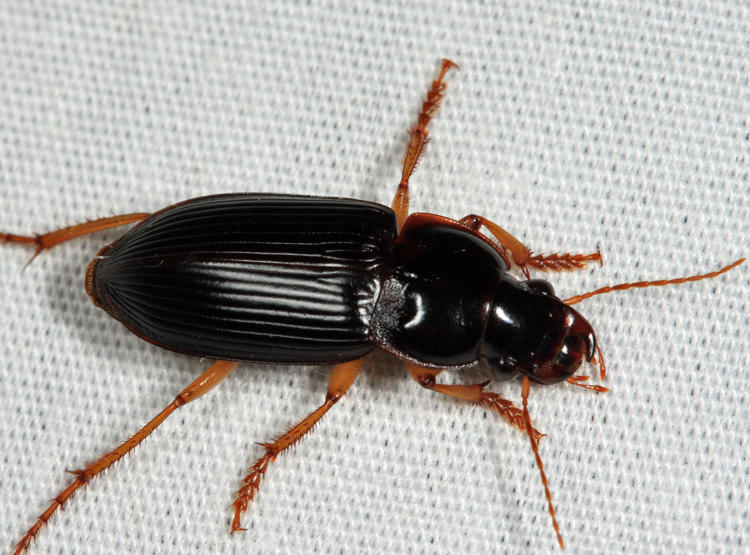 Pennsylvania Dingy Ground Beetle - Harpalus pensylvanicus