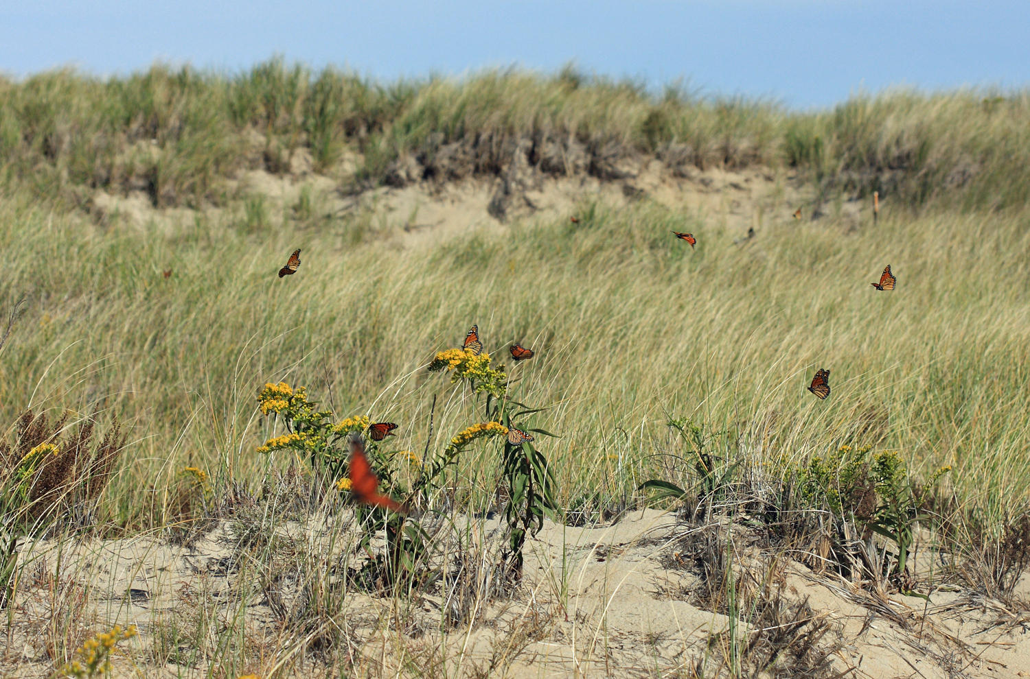 migrating Monarchs - Danaus plexippus