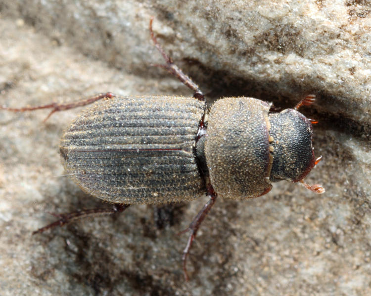 Ataenius imbricatus