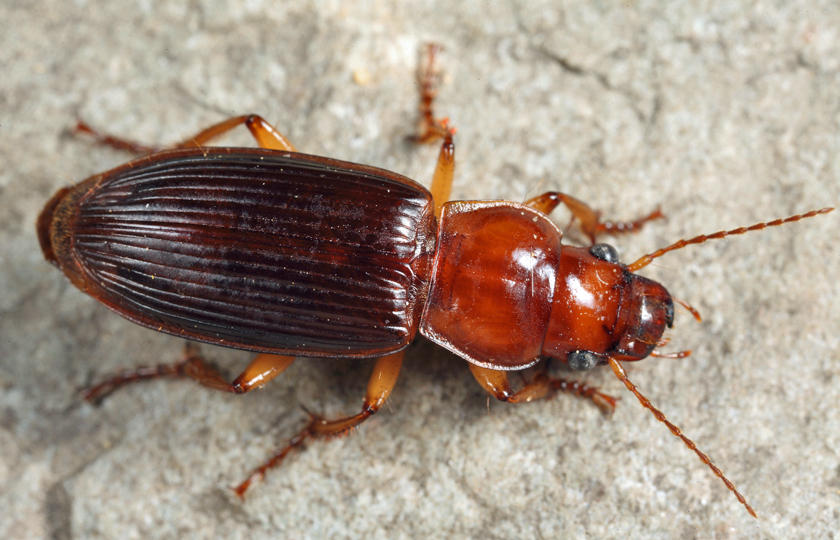 Harpalus erraticus