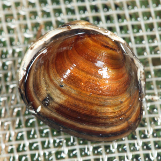 Fingernail Clam - family Sphaeriidae