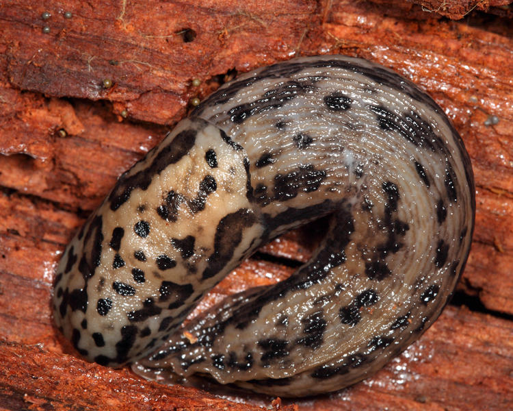 Leopard Slug - Limax maximus