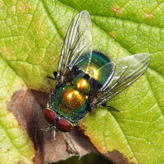 Lucilia sp.