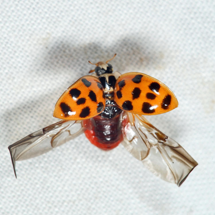 Multicolored Asian Lady Beetle - Harmonia axyridis