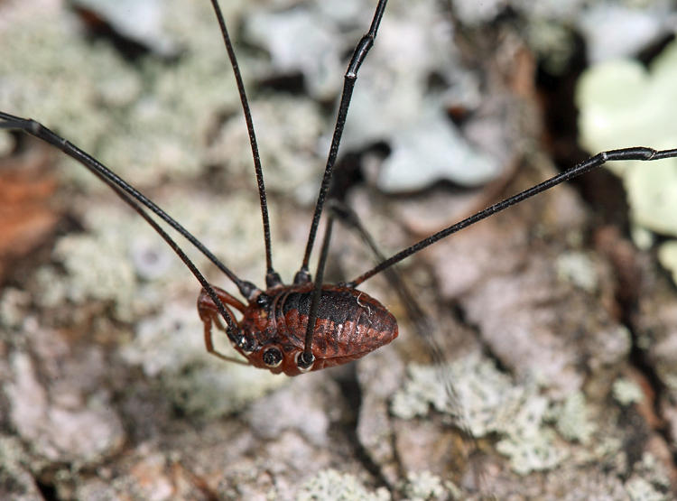 Leiobunum vittatum