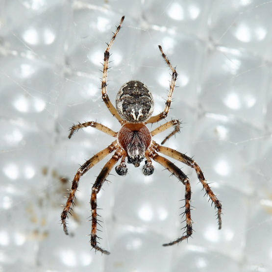 Larinioides patagiatus