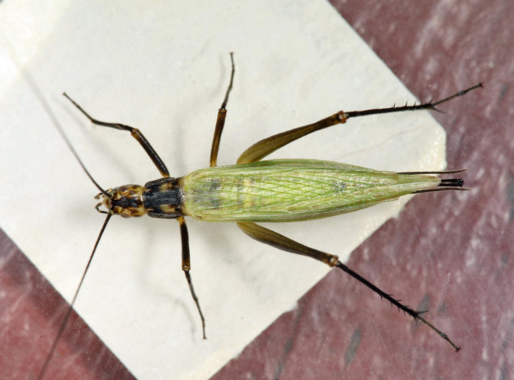 Black-horned Tree Cricket - Oecanthus nigricornis