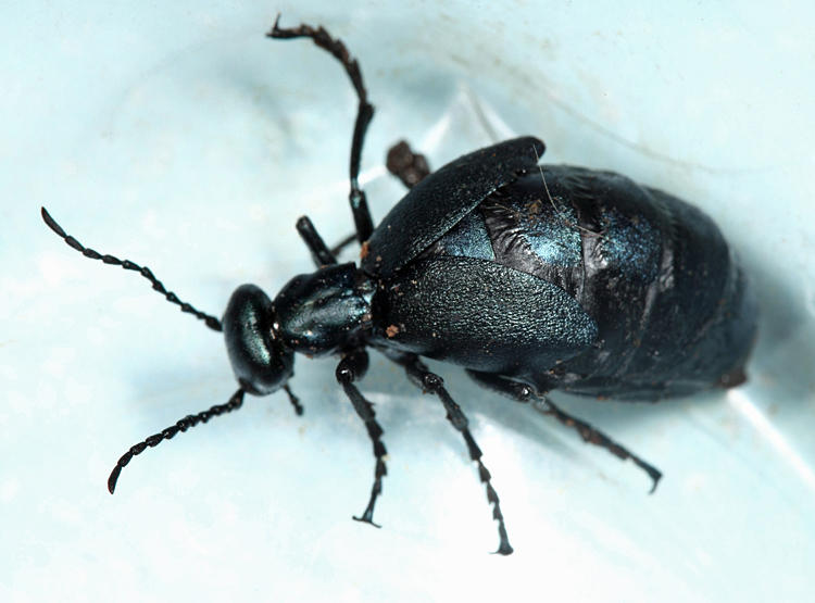 Meloe americanus