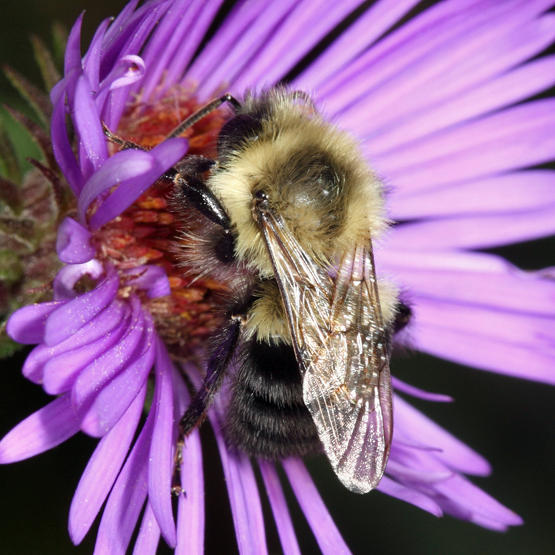 Common Eastern Bumble Bee - Bombus impatiens