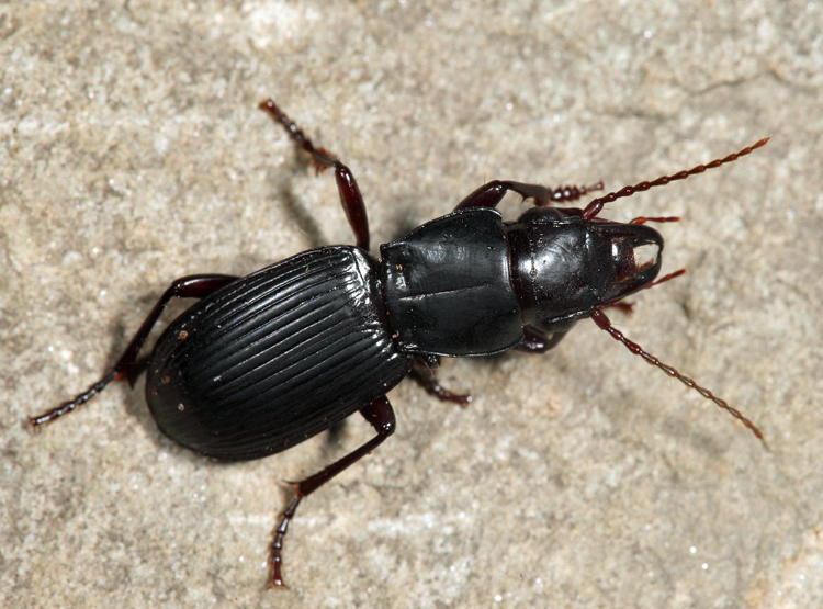 Pterostichus rostratus