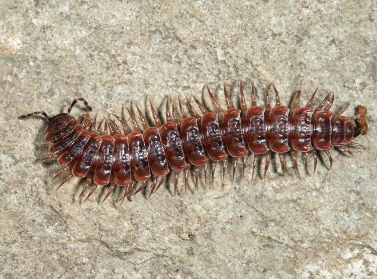 Pseudopolydesmus serratus