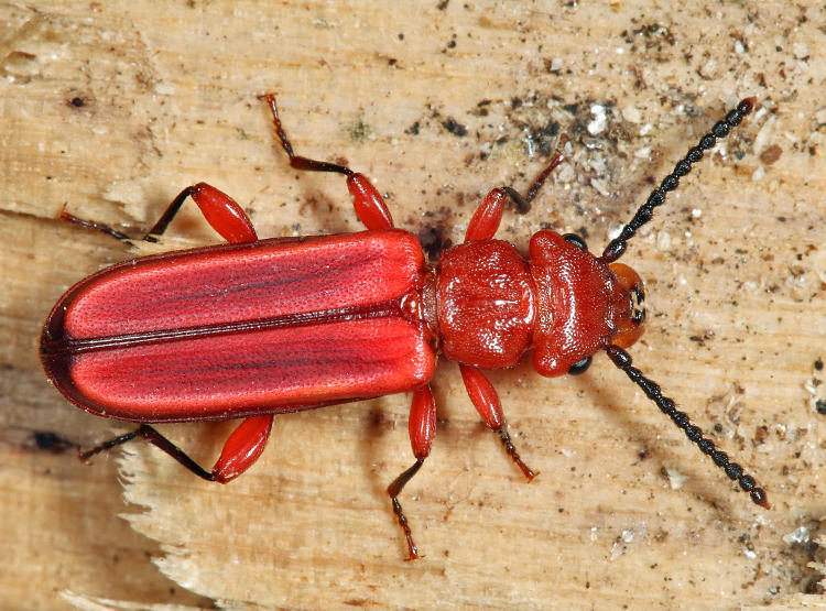 Red Flat Bark Beetle - Cucujus clavipes