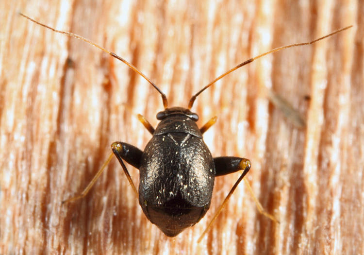Garden Fleahopper - Microtechnites bractatus