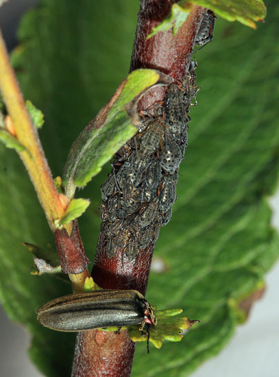 Giant Willow Aphids - Tuberolachnus salignus