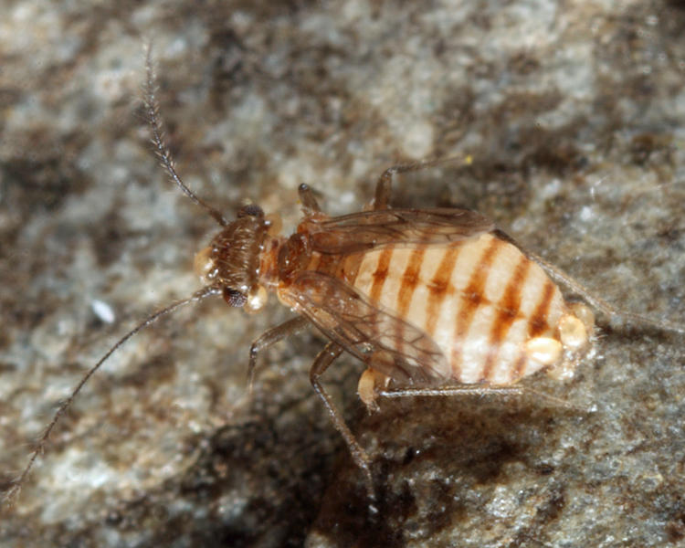 Lachesilla corona