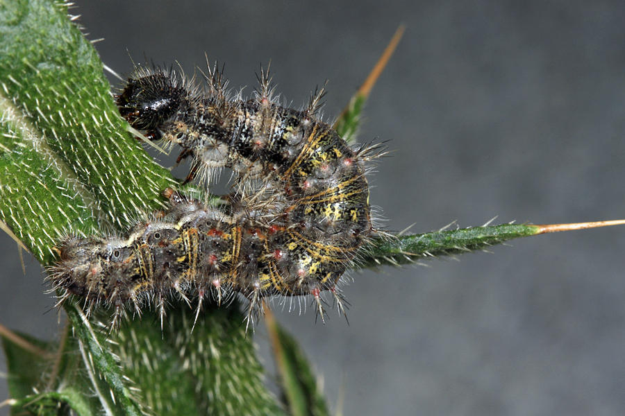 Painted Lady - Vanessa cardui