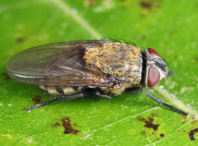 Pollenia labialis