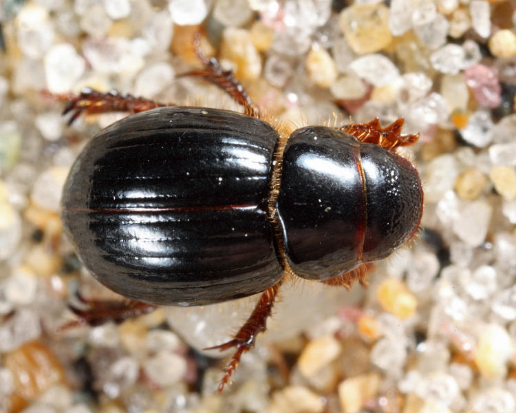 Aegialia arenaria