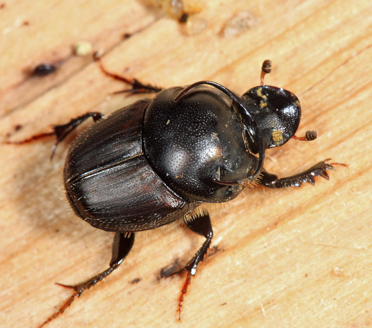 Bull Headed Dung Beetle - Onthophagus taurus