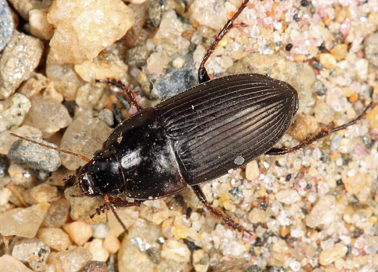 Anisodactylus rusticus