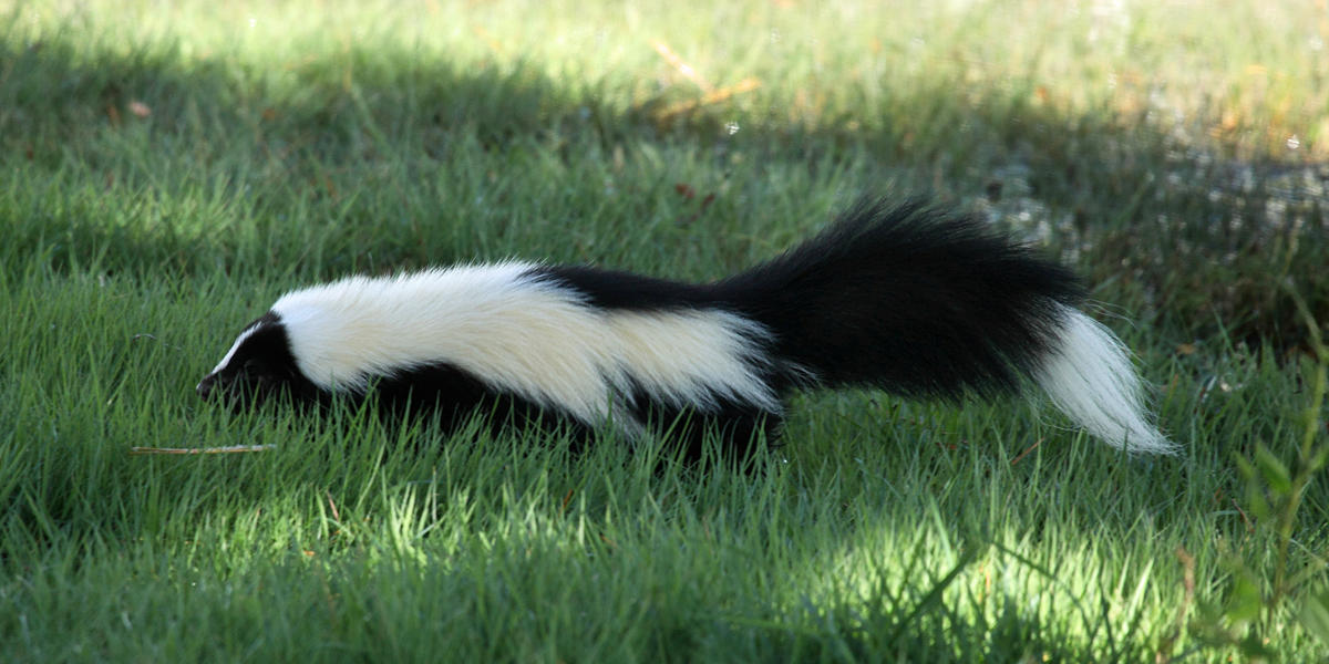 Striped Skunk - Mephitis mephitis