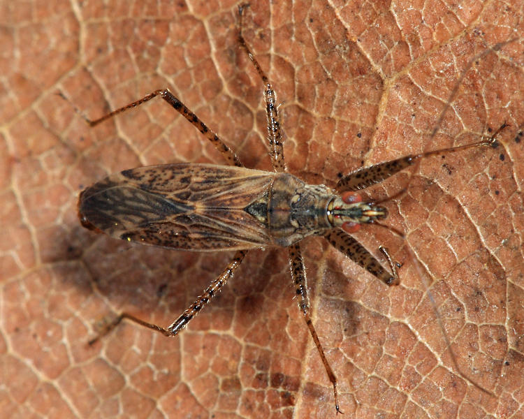 Nabis roseipennis