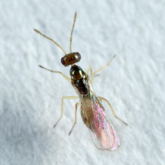 Eulophidae