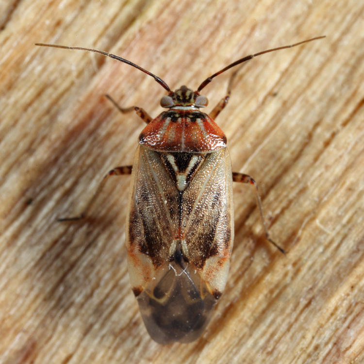 Tarnished Plant Bug - Lygus lineolaris