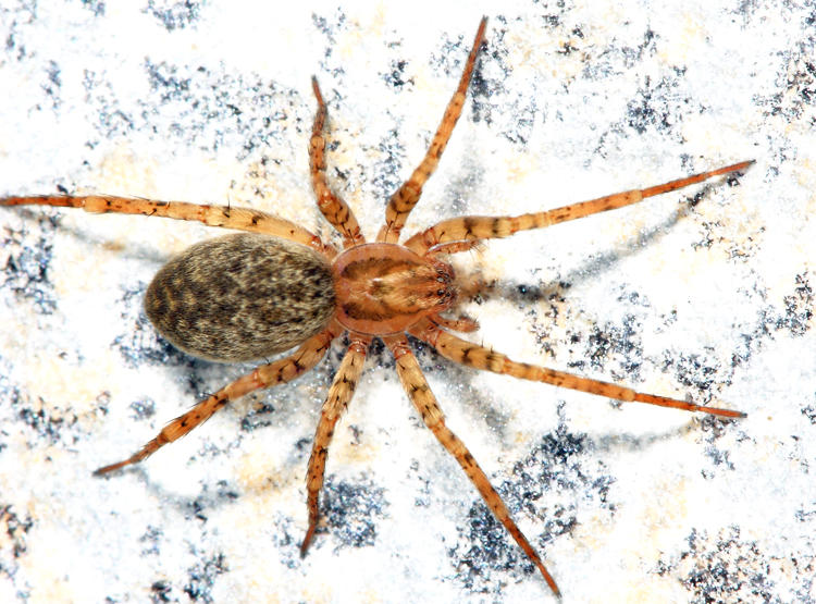 Anyphaena celer