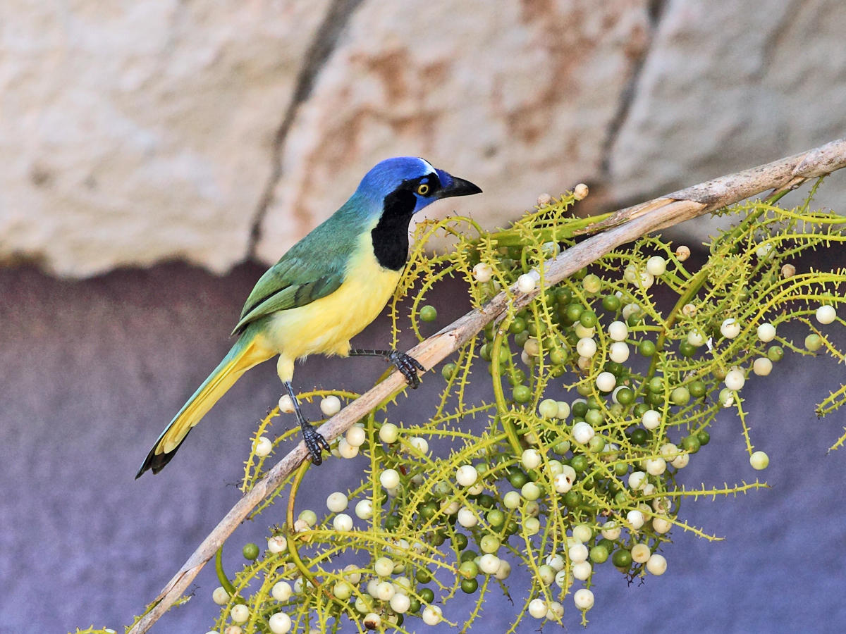 Green Jay - Cyanocorax yncas