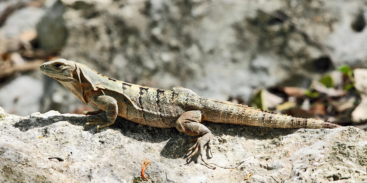 Black Iguana - Ctenosaura similis