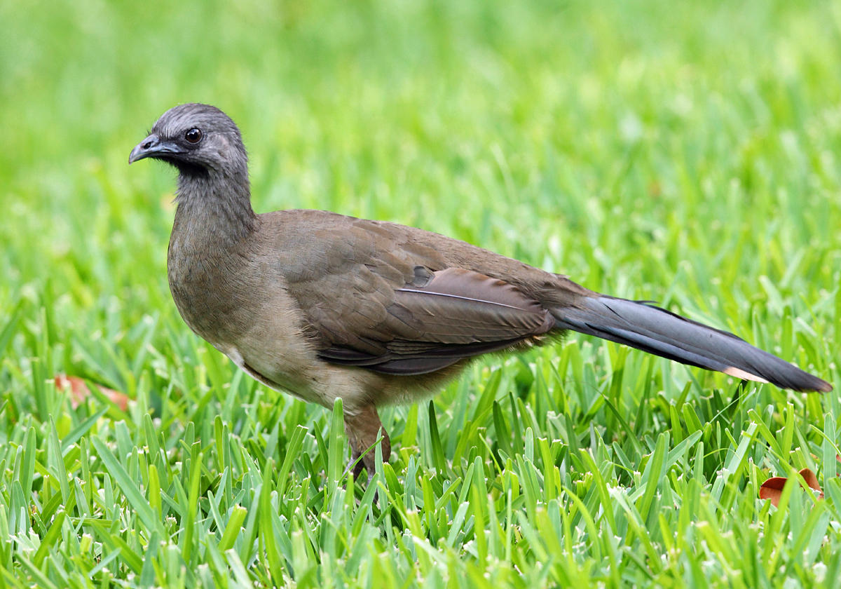 Plain Chachalaca - Ortalis vetula