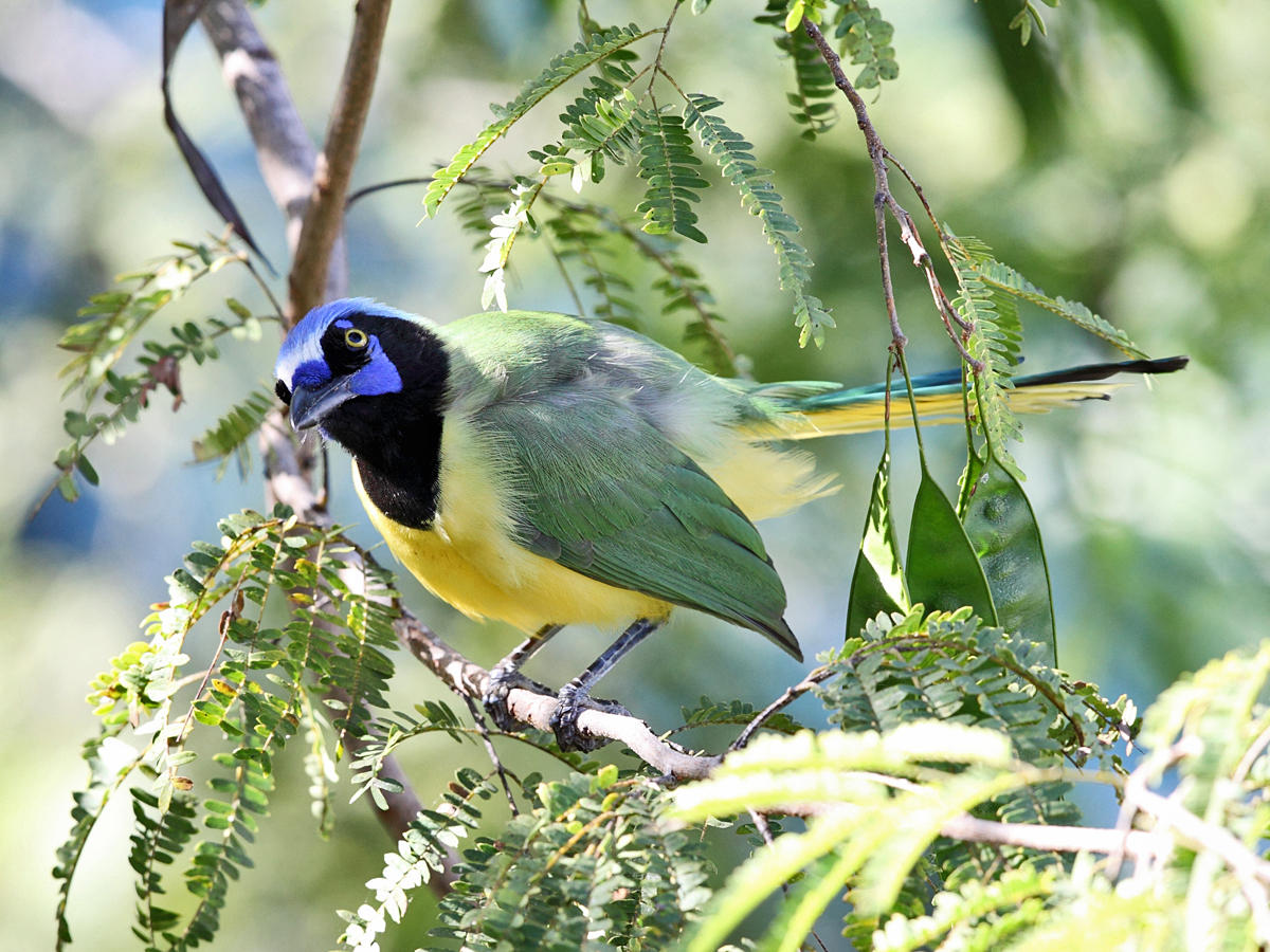 Green Jay - Cyanocorax yncas