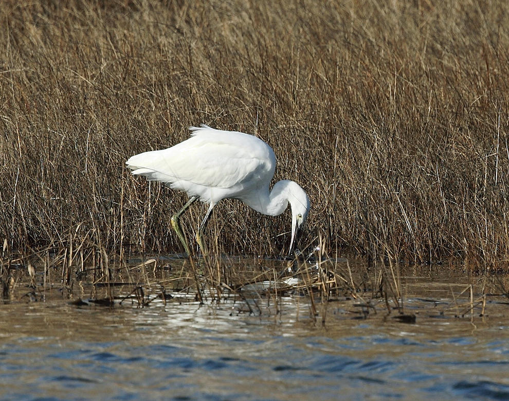 Little Egret - Egretta garzetta