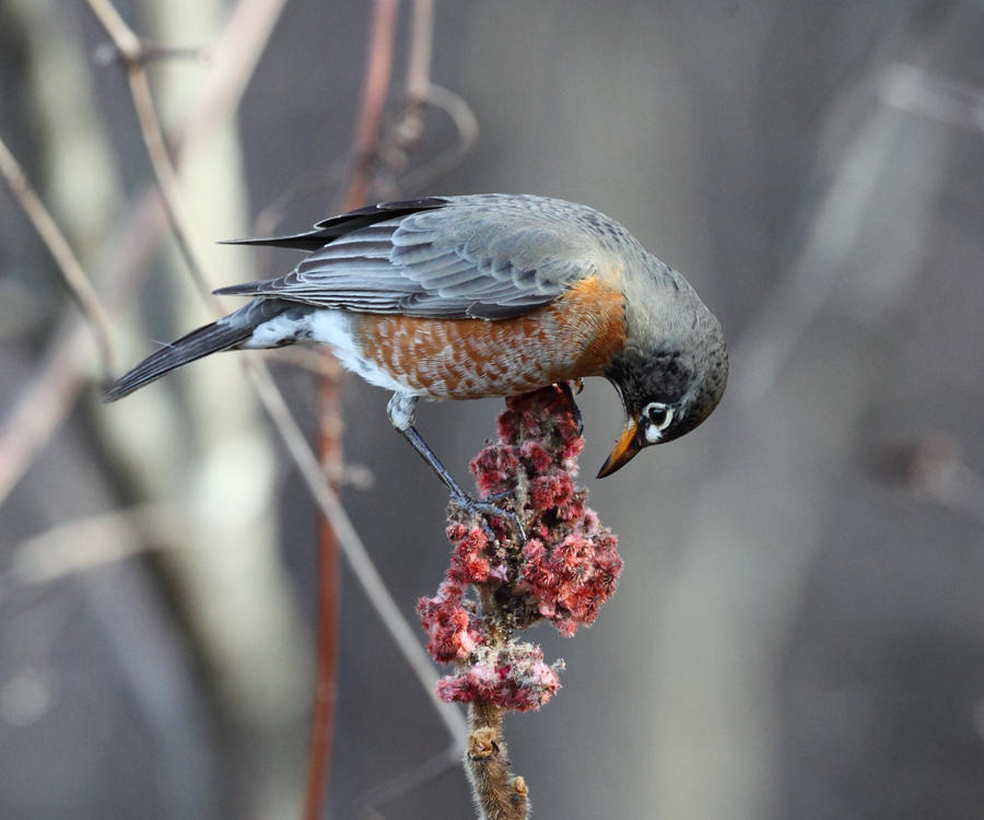 American Robin - Turdus migratorius
