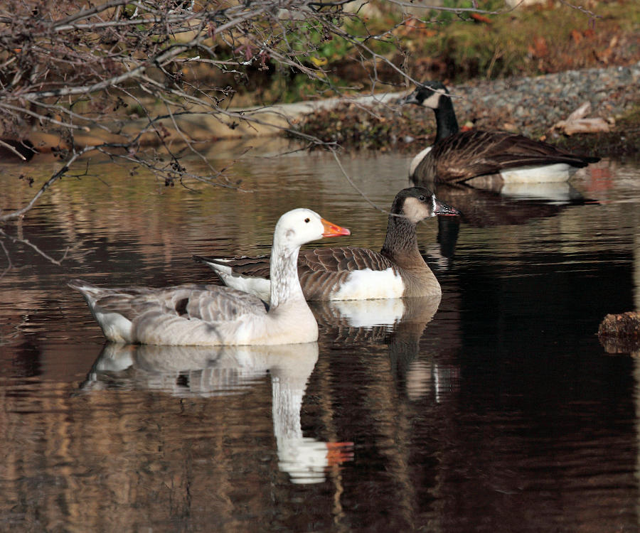 Canada Goose & Domestic & Hybrid Goose