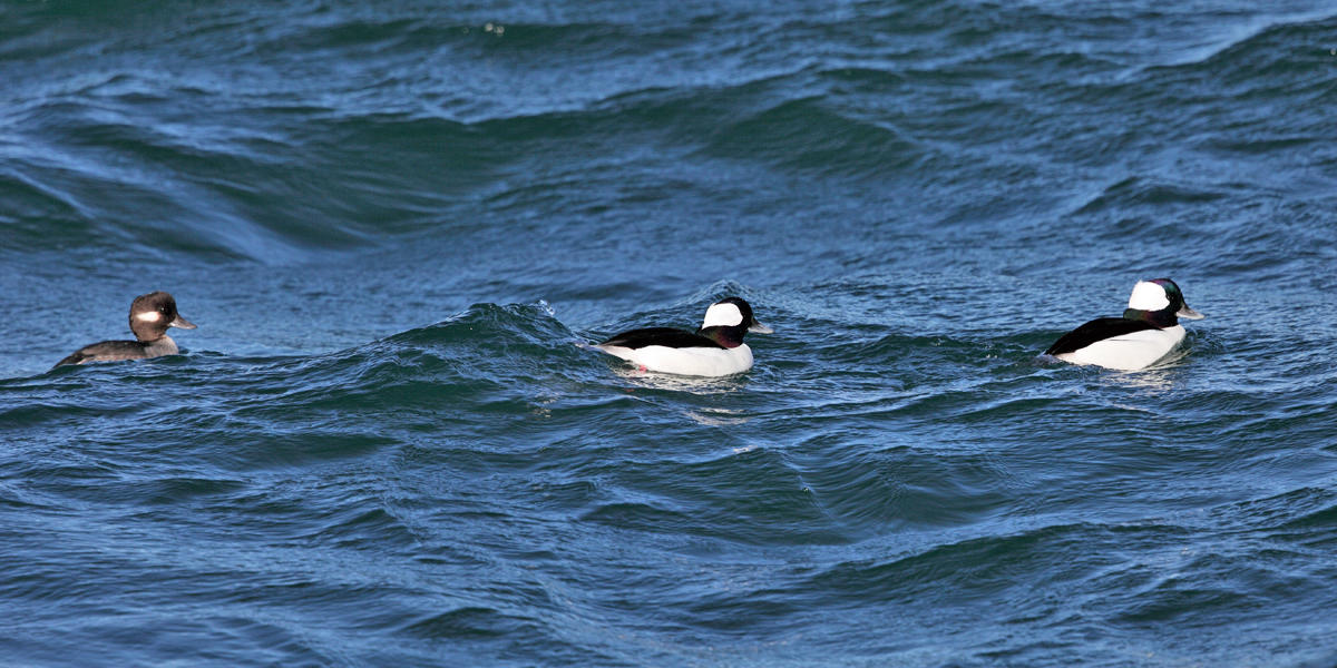 Bufflehead - Bucephala albeola