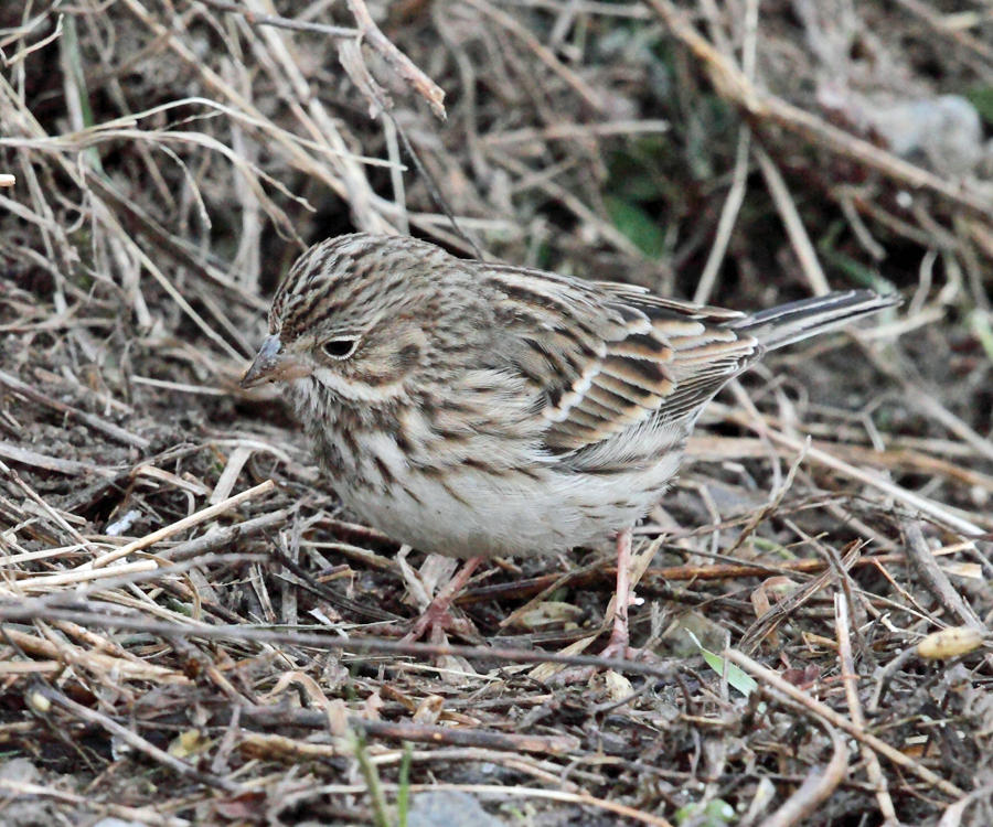 Vesper Sparrow - Pooecetes gramineus