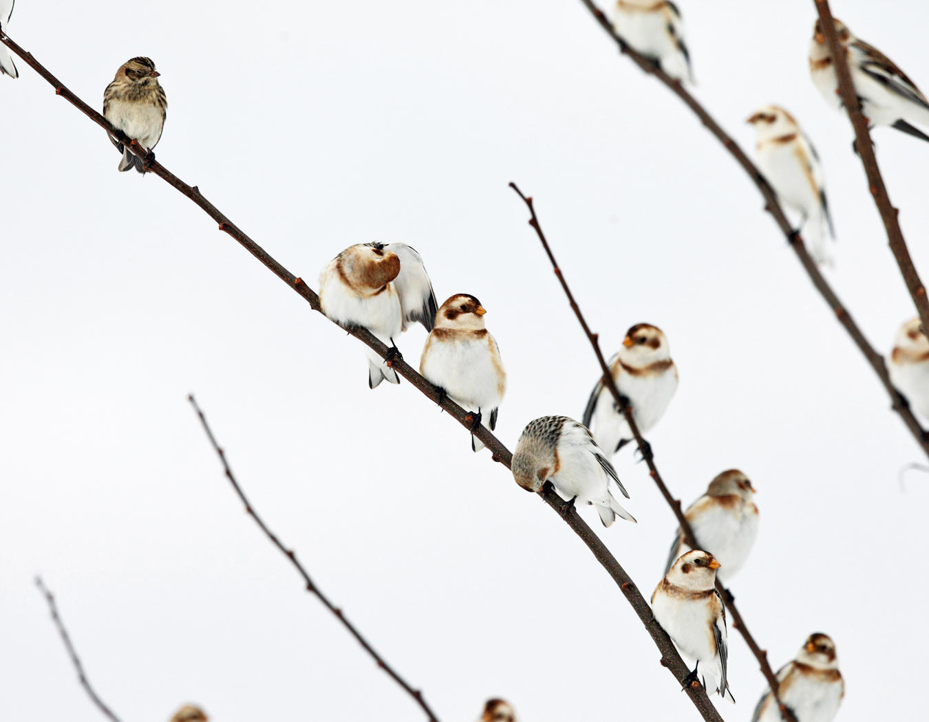 Snow Buntings - Plectrophenax nivalis & Lapland Longspur - Calcarius lapponicus