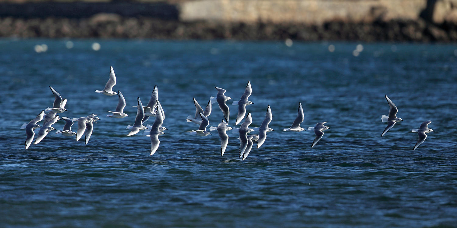 Bonapartes Gulls - Chroicocephalus philadelphia