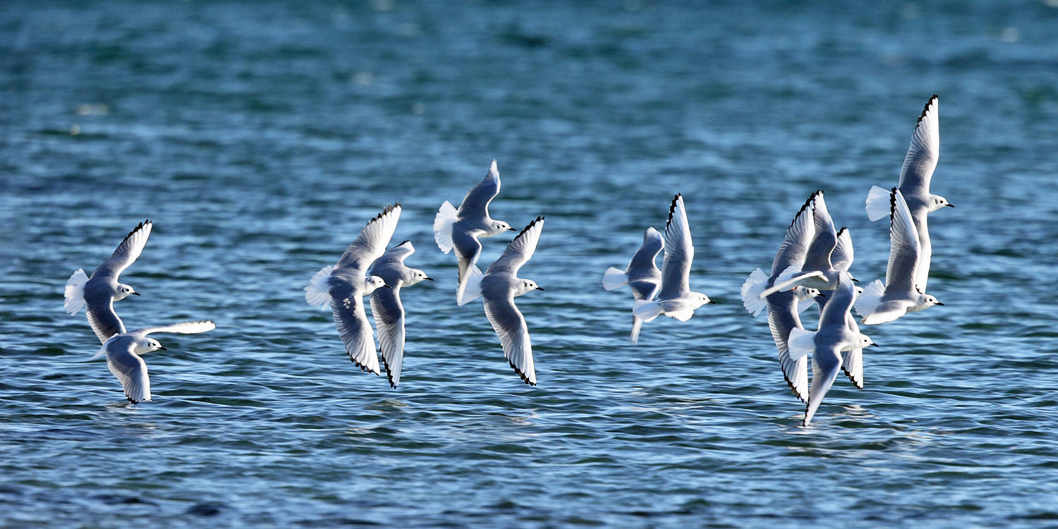 Bonapartes Gulls - Chroicocephalus philadelphia