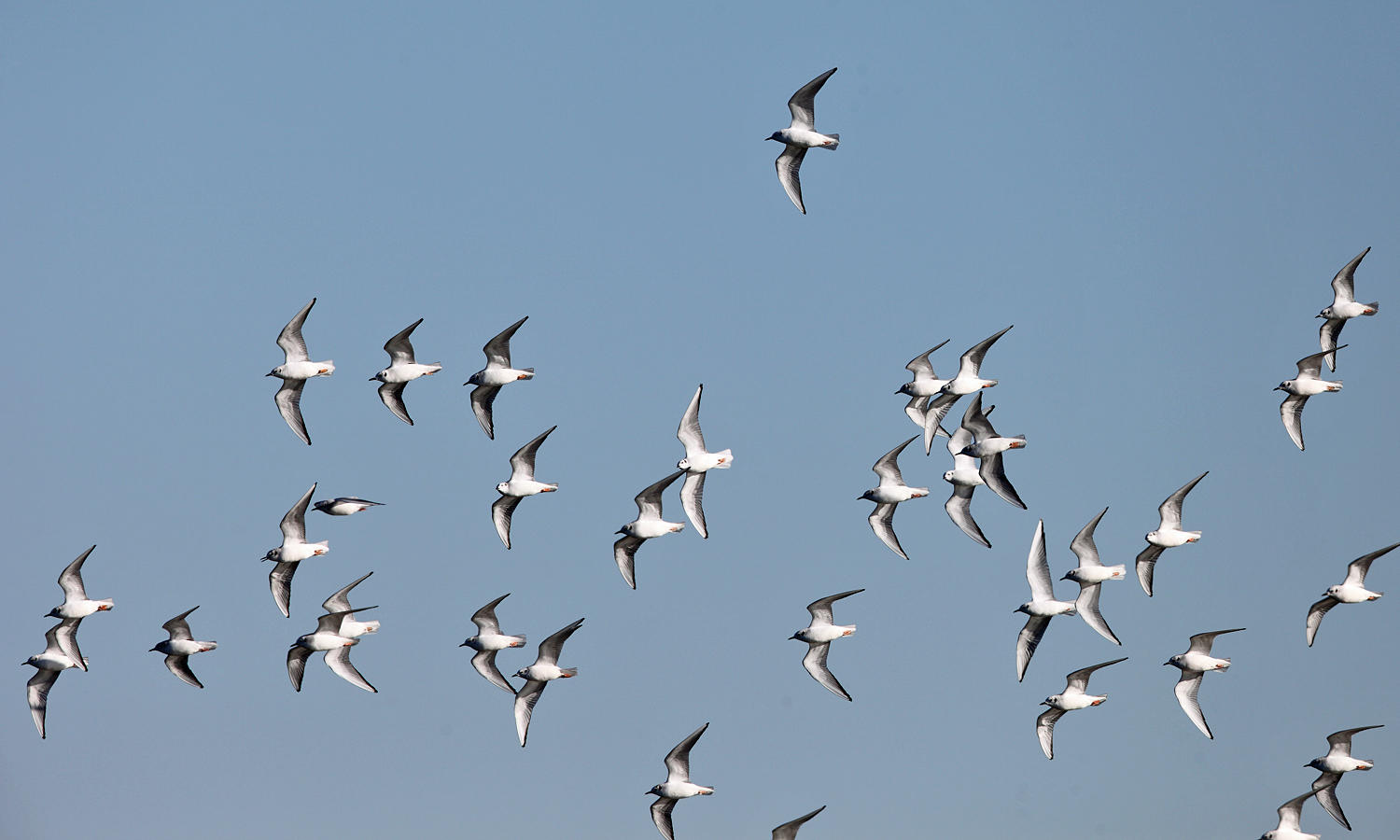 Bonapartes Gulls - Chroicocephalus philadelphia